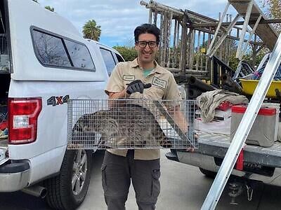 Springfield pest control